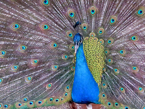 Pa&oacute; blau (Pavo cristatus) mascle