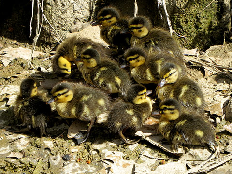 Cries d'&agrave;nec collverd (Anas platyrhynchos)