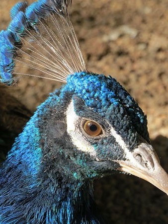 Pa&oacute; blau (Pavo cristatus) mascle