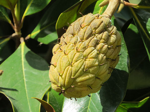 Fruit de magn&ograve;lia (Magnolia)