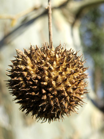 Observacions naturalistes. Infrutesc&egrave;ncia globular d'un pl&agrave;tan (Platanus x hispanica). 01/02/2021