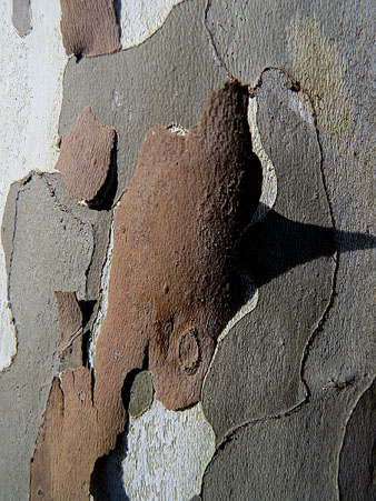 Observacions naturalistes. Escor&ccedil;a d'un pl&agrave;tan (Platanus x hispanica). 01/02/2021