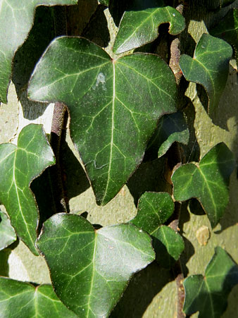 Observacions naturalistes. Heura (Hedera helix L.) enfilada en una escor&ccedil;a. 01/02/2021