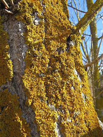 Observacions naturalistes. Liquen (Xanthoria parietina), ep&iacute;fit sobre una soca. 01/02/2021