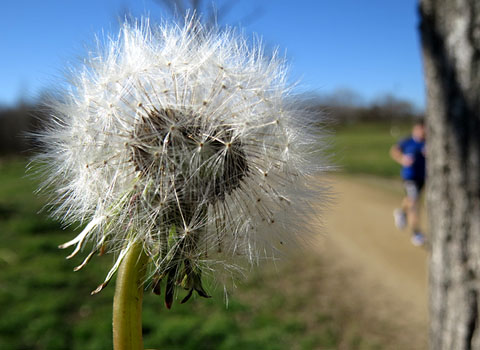 Observacions naturalistes. Angelet de xicoia (Taraxacum officinale). 01/02/2021