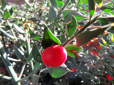 Observacions naturalistes. Galzeran (Ruscus aculeatus) amb fruits. 01/02/2021