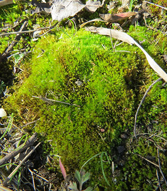 Observacions naturalistes. Molsa. 01/02/2021