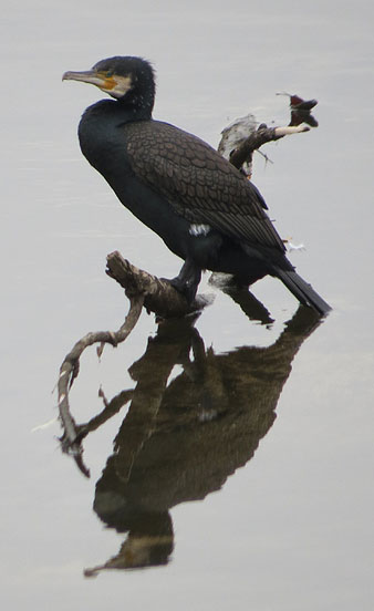 Corb mar&iacute; gros (Phalacrocorax carbo) al Ter, a l'inici de l'itinerari de les Deveses d'en Bru. 01/02/2021