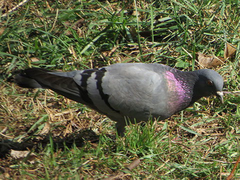 Observacions naturalistes. Colom. (Columba livia). 01/02/2021