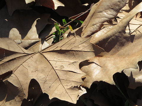 Observacions naturalistes. Fulles seques d'un pl&agrave;tan (Platanus x hispanica). 01/02/2021
