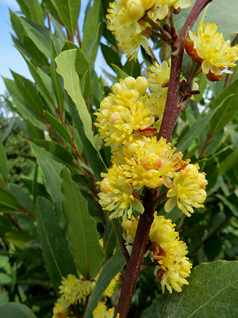 Observacions naturalistes. Flors de llor (Laurus nobilis). 11/03/2021