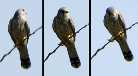 Xoriguer com&uacute; (Falco tinnunculus)