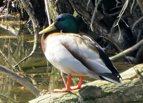 &Agrave;nec collverd (Anas platyrhynchos), a la bassa de l'aguait