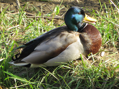 Observacions naturalistes. &Agrave;nec collverd mascle (Anas platyrhynchos) a les Deveses d'en Bru