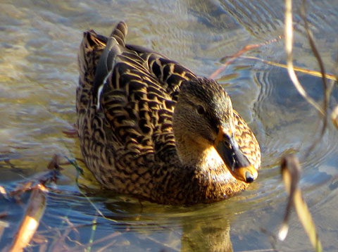 Observacions naturalistes. &Agrave;nec collverd femella (Anas platyrhynchos) a les Deveses d'en Bru