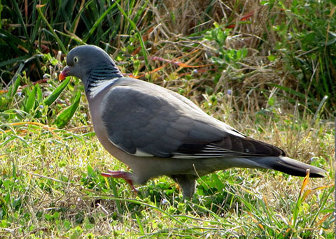Observacions naturalistes. Tud&oacute; (Columba palumbus) a les Deveses d'en Bru