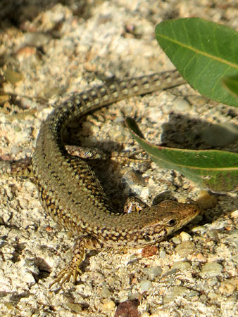 Observacions naturalistes. Sargantana ib&egrave;rica (Podarcis hispanica). 27/01/2021