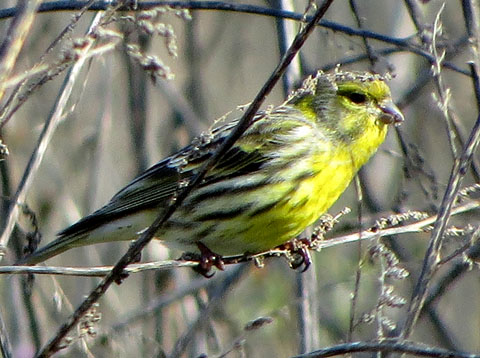Gafarr&oacute; (Serinus serinus) a les Deveses d'en Bru