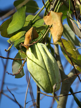 Observacions naturalistes. Fruit de miragu&agrave; fals (Araujia sericifera). 27/01/2021