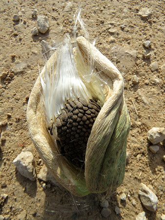 Observacions naturalistes. Fruit de miragu&agrave; fals (Araujia sericifera). 27/01/2021