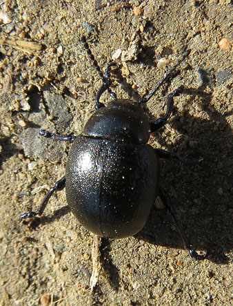 Observacions naturalistes. Cole&ograve;pter (Timarcha goettingensis). 27/01/2021