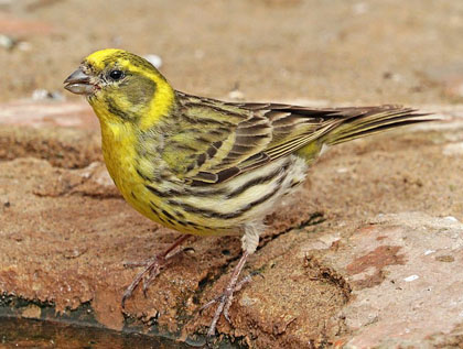 El gafarr&oacute; (Serinus serinus)