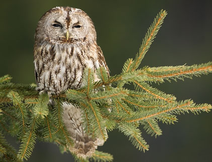 El gamar&uacute;s (Strix aluco)