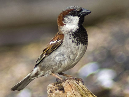 El pardal (Passer domesticus)