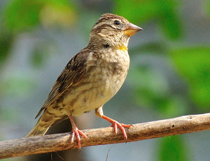 El pardal roquer (Petronia petronia)
