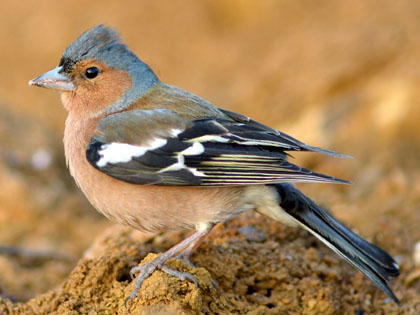 El pins&agrave; (Fringilla coelebs)
