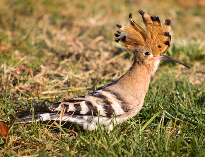 El puput (Upupa epops)