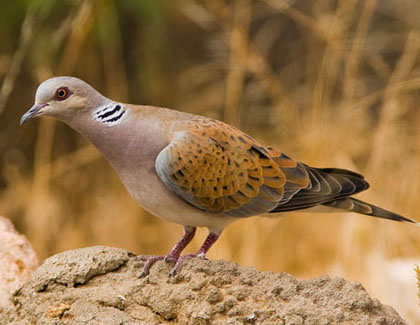 La t&oacute;rtora (Streptopelia turtur)