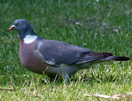 El tud&oacute; (Columba palumbus)