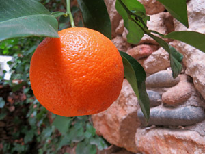 Jardins i Parcs de la ciutat. Jard&iacute; de l'&Agrave;ngel