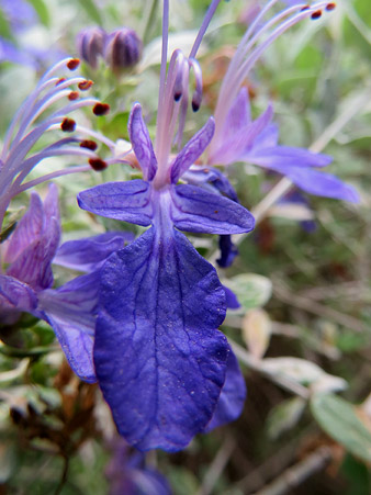 Flora del Jard&iacute; de l'&Agrave;ngel