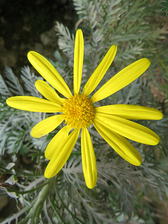 Flora del Jard&iacute; de l'&Agrave;ngel