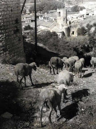Ramat de xais al passeig Arqueol&ograve;gic, a l'altura de la capella de Sant Crist&ograve;fol. 1956