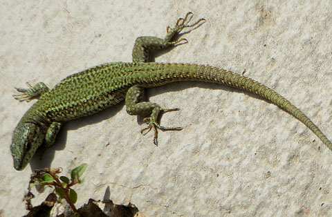 Sargantana iberoproven&ccedil;al (Podarcis liolepis), mascle
