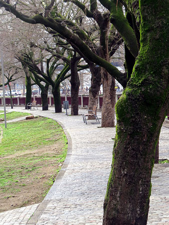 Vegetaci&oacute; dels jardins del carrer del Carme