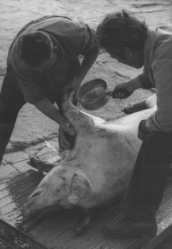 La matan&ccedil;a del porc. 1983