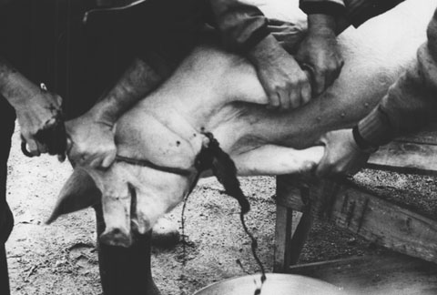 La matan&ccedil;a del Porc. 1983