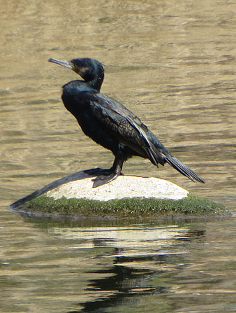 Corb mar&iacute; gros (Phalacrocorax carbo)