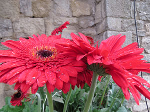 Temps de Flors 2021. Passeig Arqueol&ograve;gic. Circus