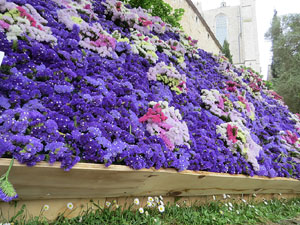 Temps de Flors 2021. Passeig Arqueol&ograve;gic. Davant les Sarra&iuml;nes