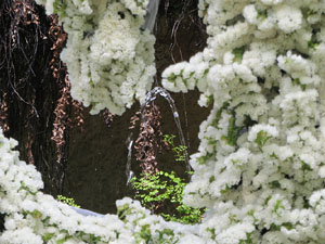 Temps de Flors 2021. El brollador dels Jardins de la Devesa