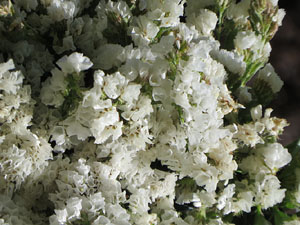 Temps de Flors 2021. El brollador dels Jardins de la Devesa