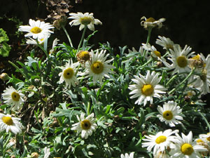 Temps de Flors 2021. El brollador dels Jardins de la Devesa