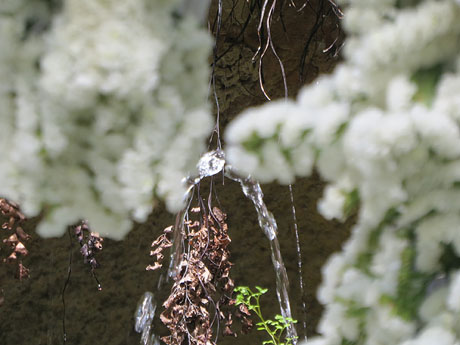 Temps de Flors 2021. El brollador dels Jardins de la Devesa