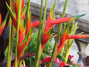 Temps de Flors 2021. Escales de la Catedral
