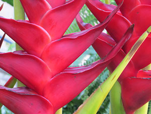 Temps de Flors 2021. Escales de la Catedral